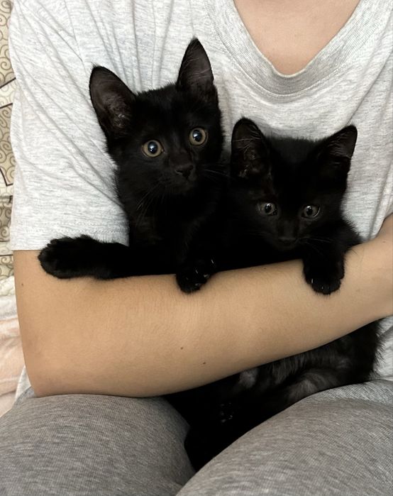 Отдам котят в лобрые руки