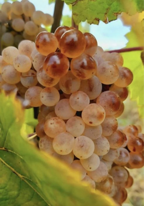 Struguri de vin producator