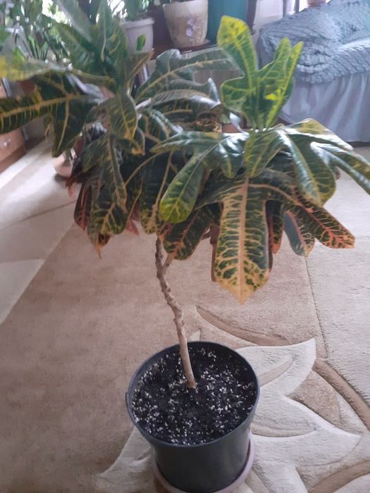 Цветы для офиса в горшках.Разных размеров нужно смотреть.