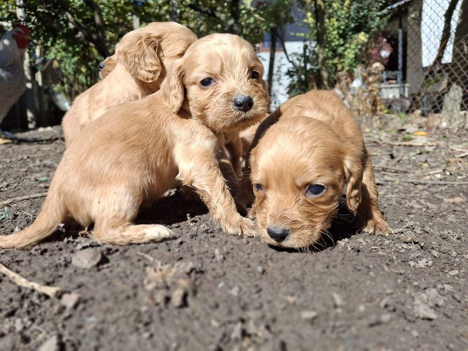 Малки кученца Кокер Шпаньол