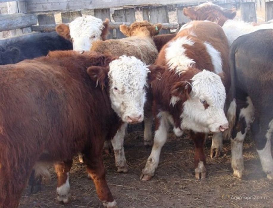 Бычки 7 голов. 400000 тг. Торг. есть.