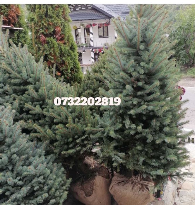 Vând tuia și brazi, mesteacăn, tei, platan, livrare în toată tara