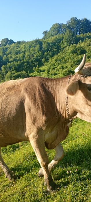 Vând vaca brună de Maramureș