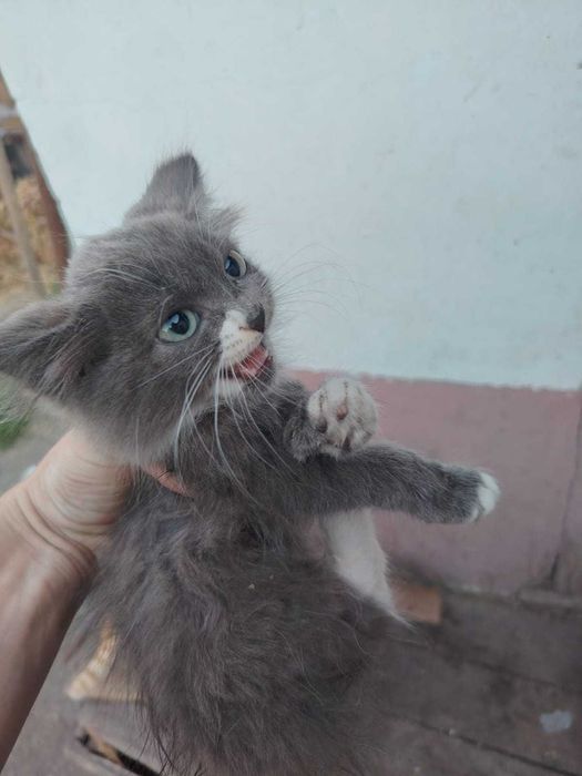 отдам кота 4 месяца