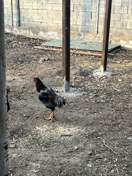 Петух чалгут продам