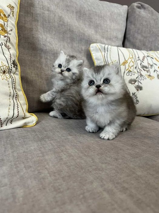 Котята Британские длинношерстные (хайленд)