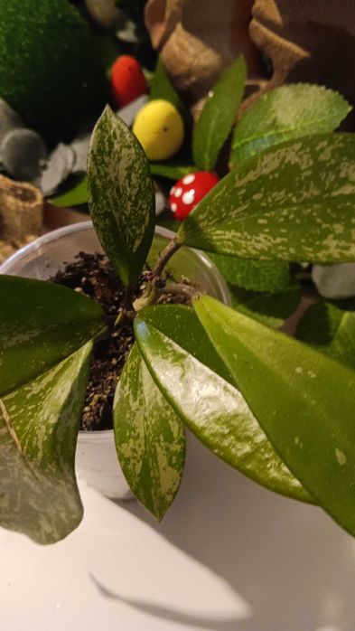 Ghiveci Hoya vittelina