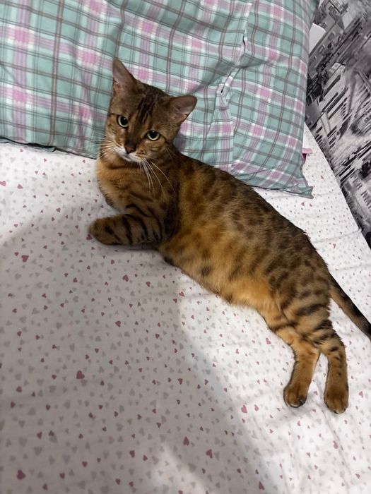 Продам бенгальских котят