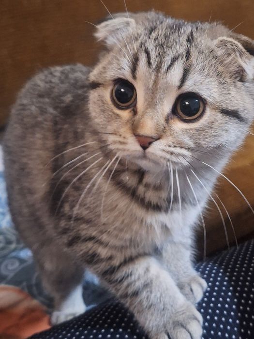 Женско Коте Таби