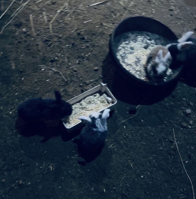 Продам кроликов породы баран