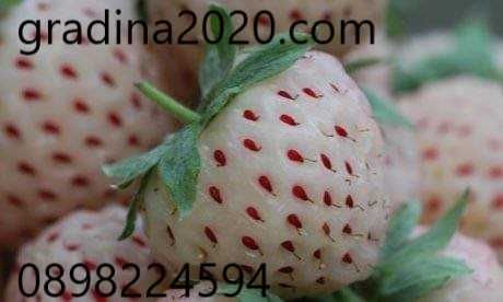 Разсад Ягода  -  Ягоди Налични  25 сорта