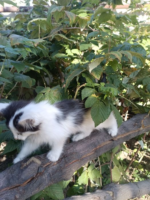 Отдам котика даром