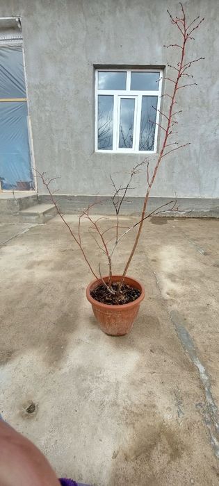 Голубика  3 yillik koʻchatlar