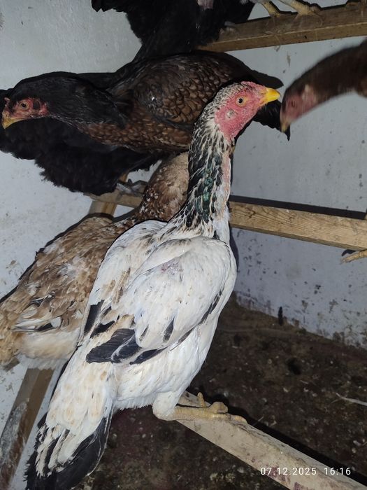 Продам Даканих тулячек