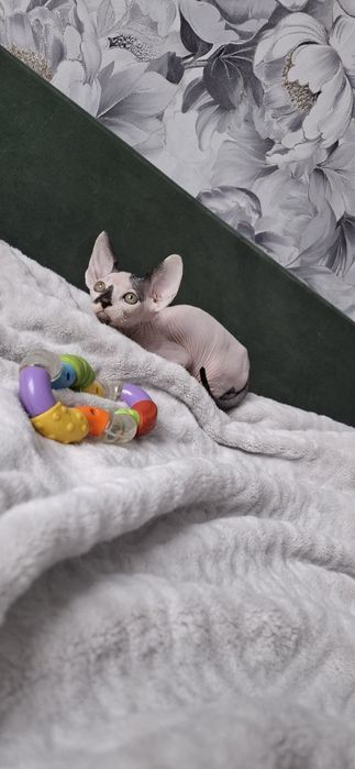 Канадский сфинкс мальчик