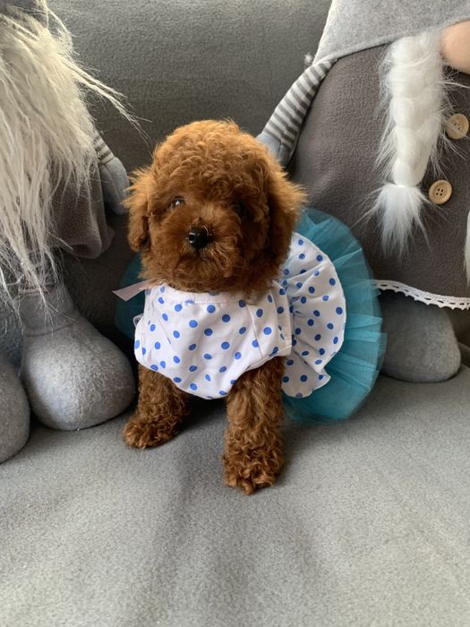 Пудел той пудел тийкъп с родословие Poodle toy red