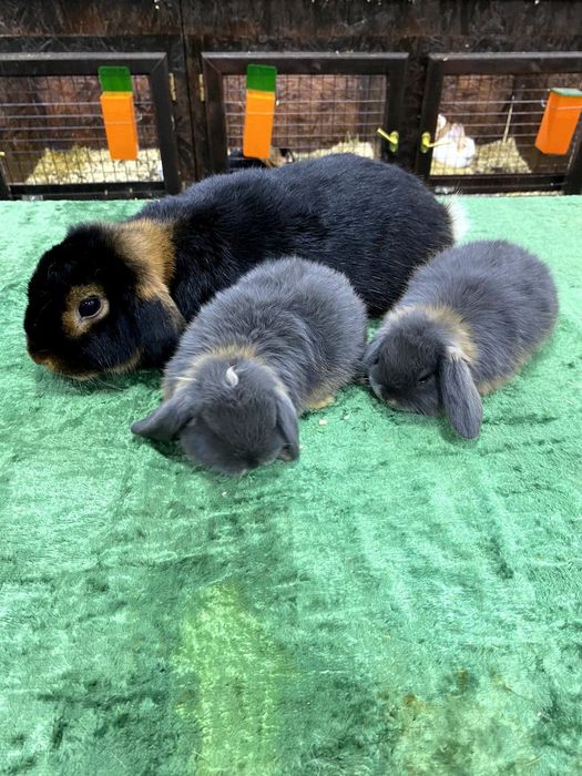 Куён сотилади. Тоза зотлар 300.000 дан балан