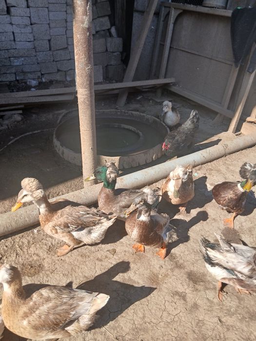 Oua de rata motata pt incubat