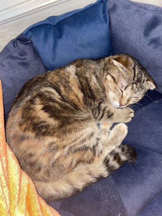 Британские веслухоте породистые 5 месяцев