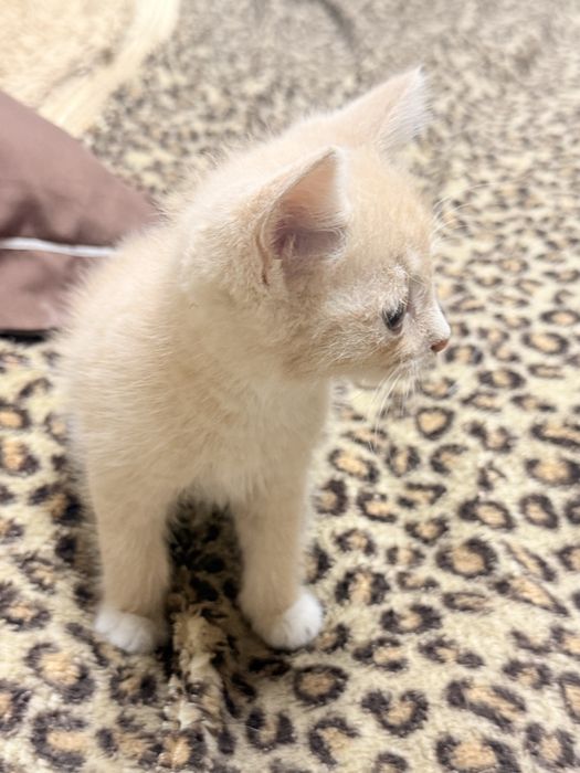 Котята бесплатно