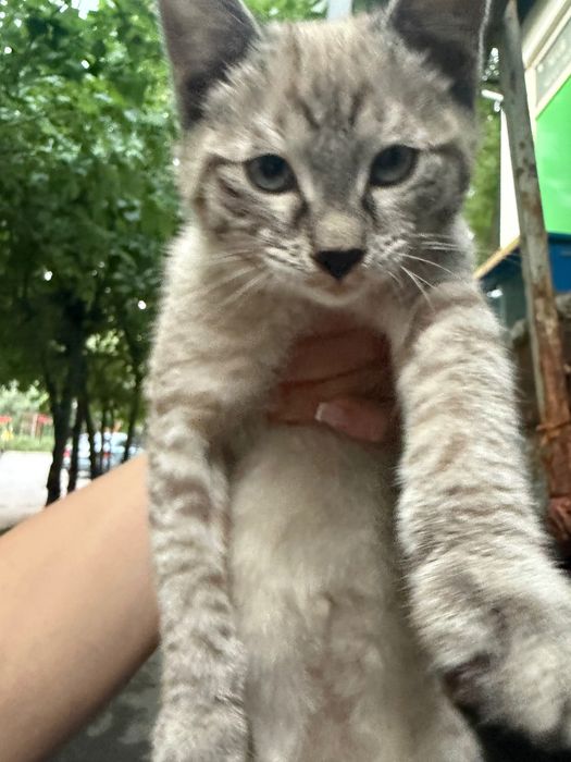 Котенок в добрые руки