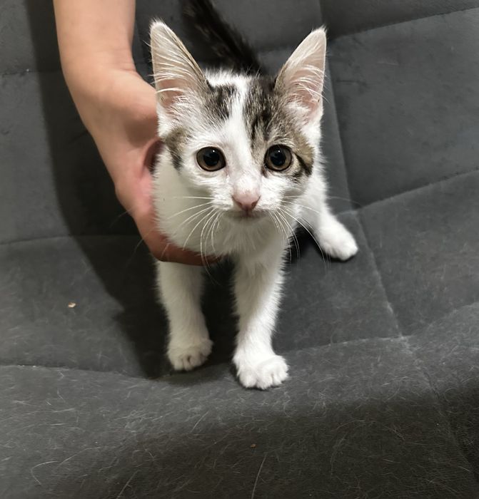 4 котенка девочки и кошка