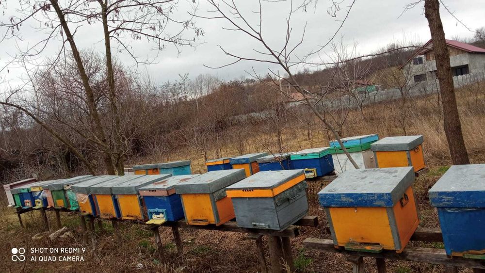 Familii de stupi+cuti+cat