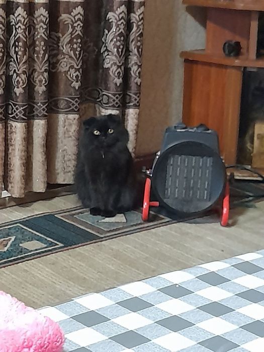 Срочно продаётся ! Кошка, скотиш фолд.