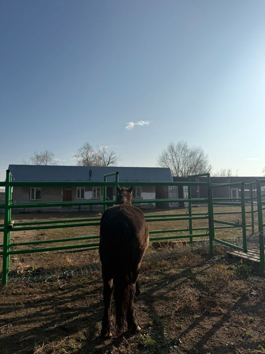 Мініс аттар сатылады