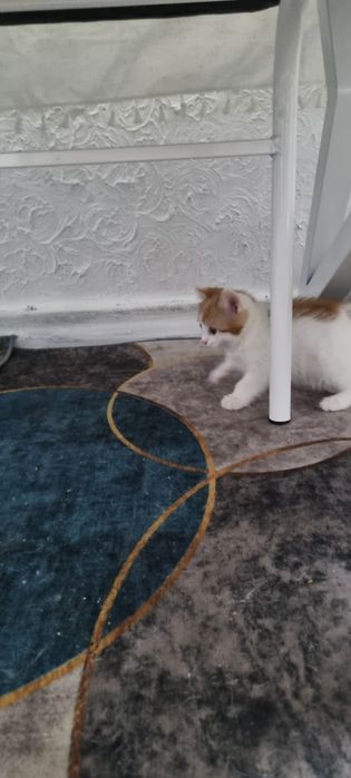 Отдадим котят девочек в добрые руки