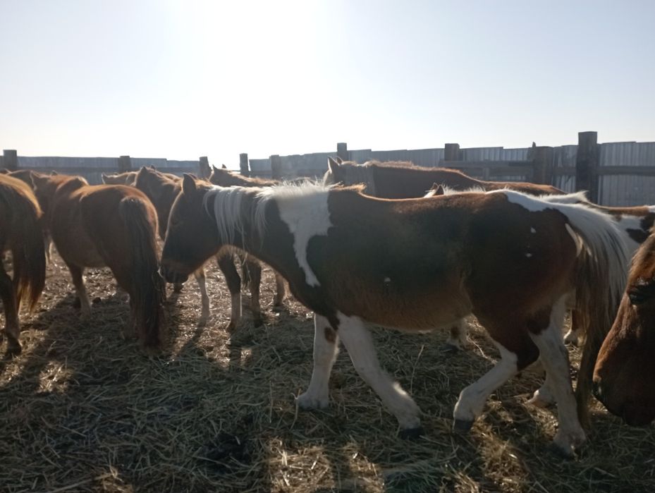 Кобыла ала буаз 600000 тг