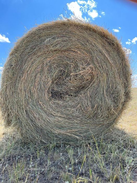 Продам сено свежего покоса