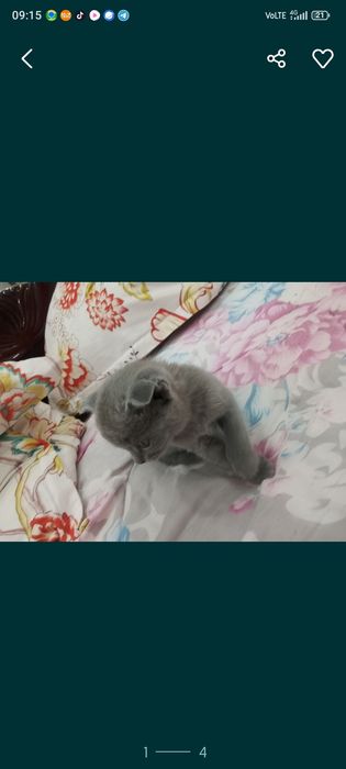 Срочно продам милых котят