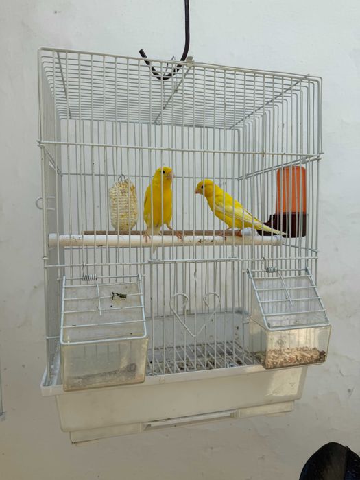Канарейки на продажу