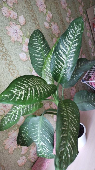 Продам крупный цветок