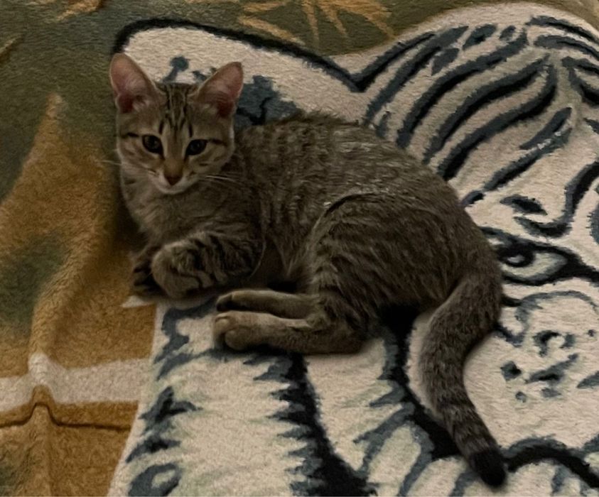Котенок в добрые руки