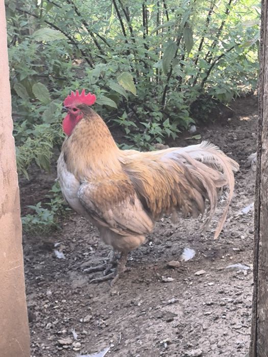 Cocosi australorp