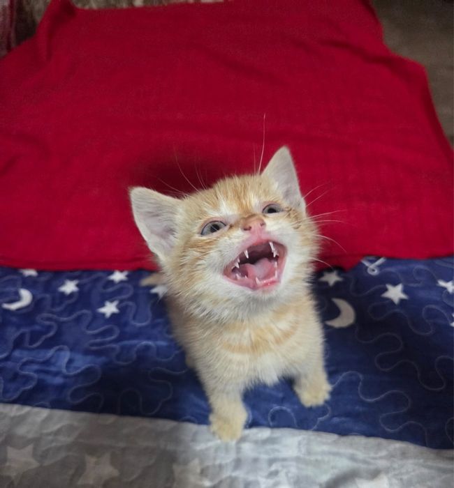 Отдаем котят в добрые руки