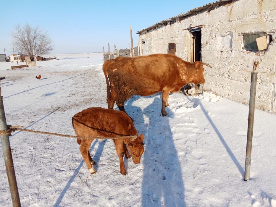 Срочно продам корову