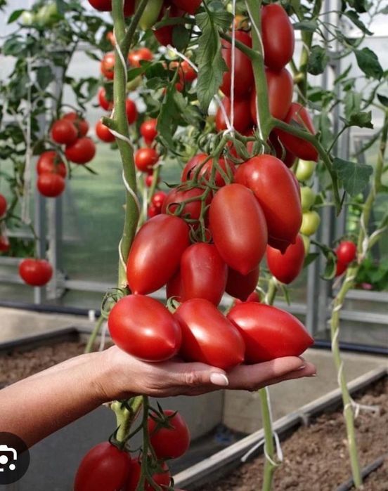 Продам рассаду помидоры джекпот