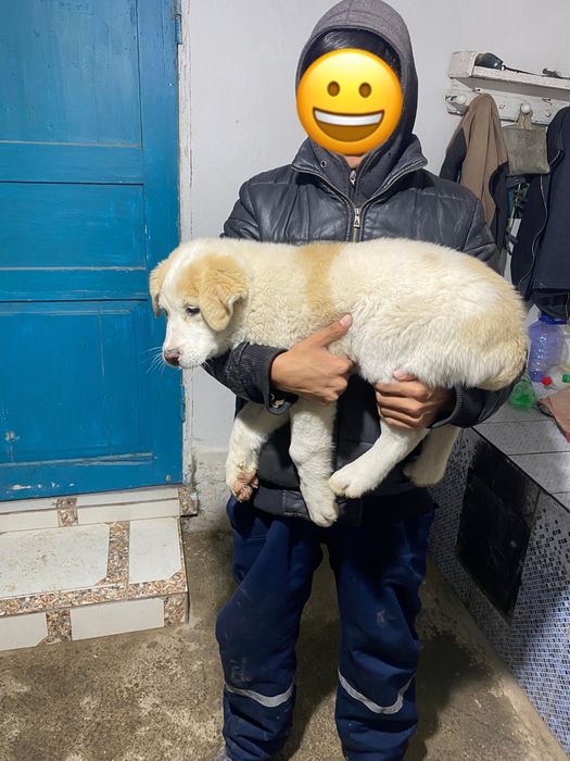 Алабай күшік сатылады