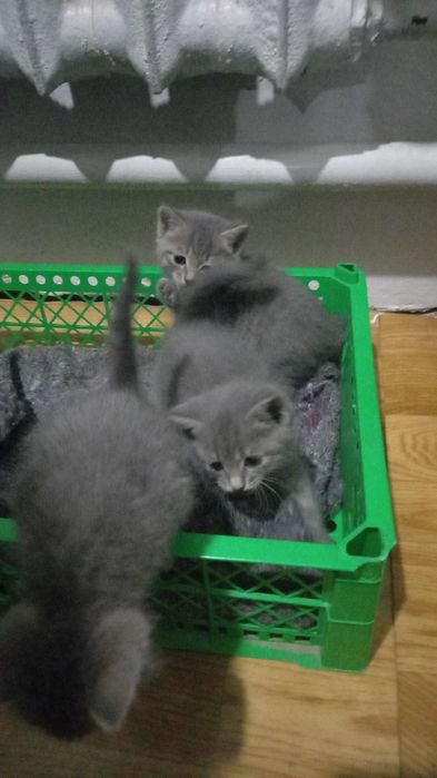 Отдам котята бесплатно.  Красивые. 3 штуки. Доманшние