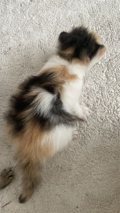 Породистые котята.