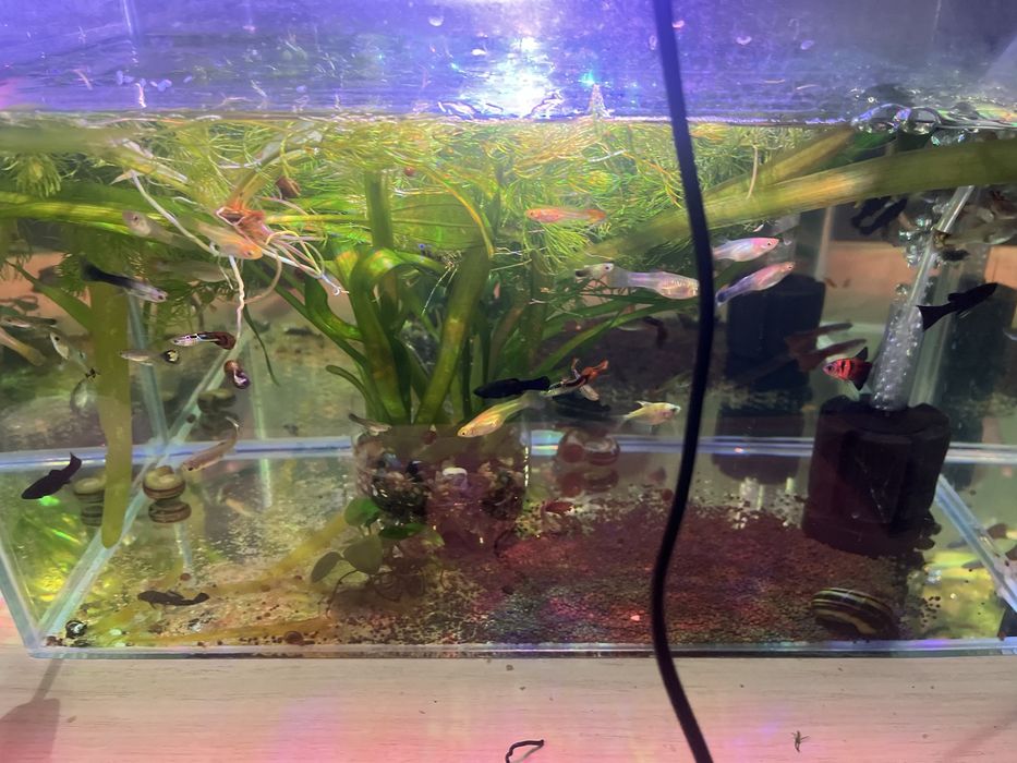 Гуппи продается активные