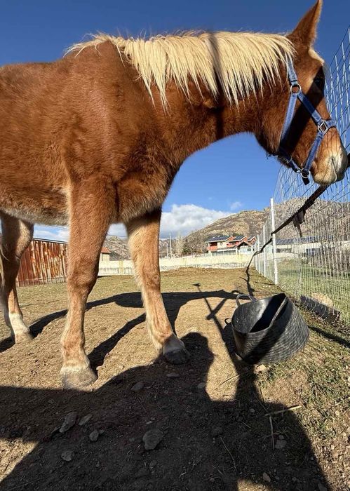 Кон, млада ездитна  кобила