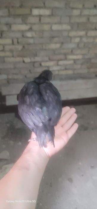 Jujala 1oyli 30min somdan