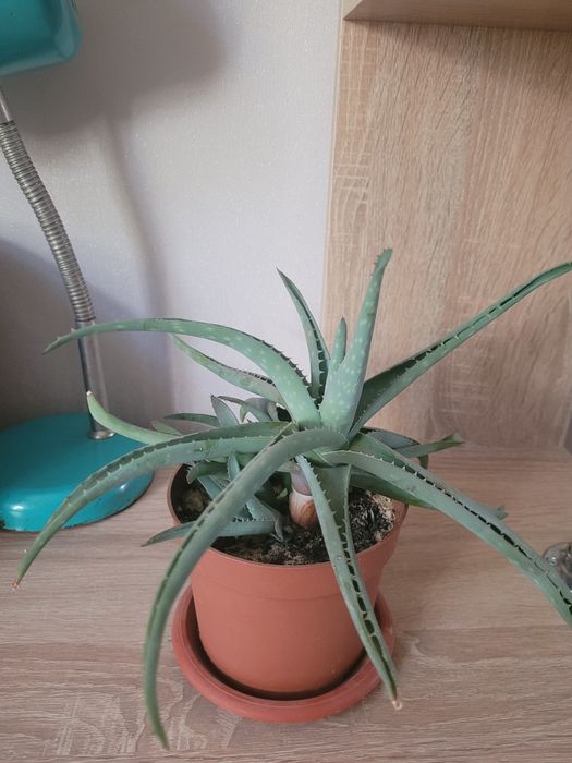 Алоэ лечебное 3-х летний