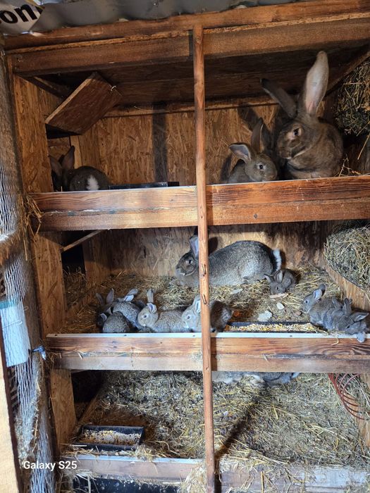 Vând iepuri Uriaș German Gri