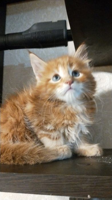 Мейн Кун Полидакт и Классик