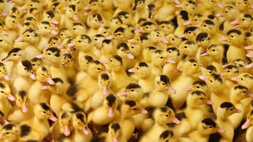 Boboci Gască si Ratǎ